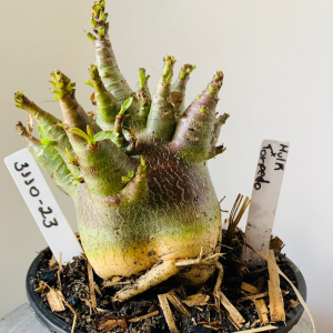 3110 23 Arabicum Hulk x torpedo