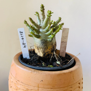 3110 24 Arabicum Hulk