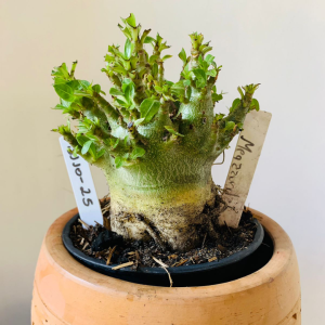 3110 25 Arabicum Megazorde