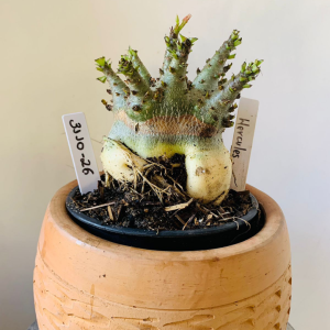 3110 26 Arabicum Hércules