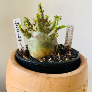 3110 27 Arabicum Aeung x Godji dk x Emerald Grown