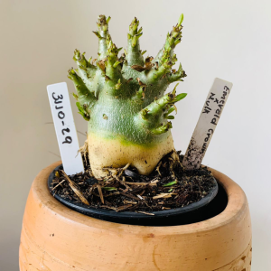 3110 29 Arabicum Emerald Crown x Hulk