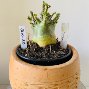 3110 30 Arabicum Dynamo