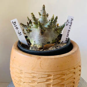 3110 31 Arabicum Aueng x Godji dk x Hulk