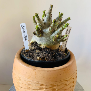 3110 32 Arabicum Aueng x Godji dk x Hulk