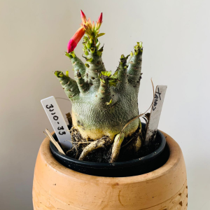 3110 33 Arabicum Tanos