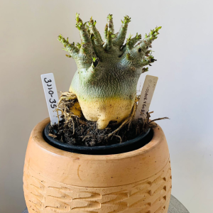 3110 35 Arabicum Dinossaur x Godji bnk