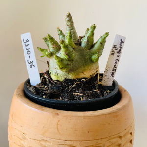 3110 36 Arabicum Aueng x Godji dk x Hulk