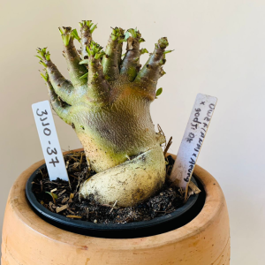 3110 37 Arabicum Dwaf (Ana)x Aeung x Godji dk