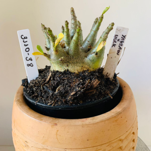 3110 38 Arabicum Yakzaou x Hulk