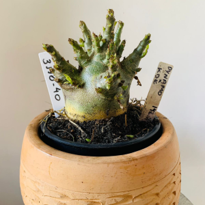 3110 40 Arabicum Dynamo x kdk