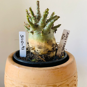 3110 41 Arabicum Aueng x Godji dk x Hulk