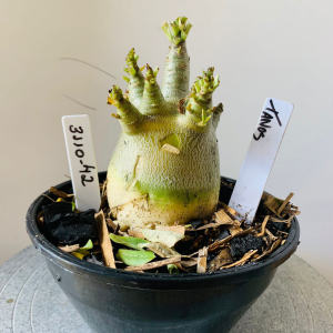 3110 42 Arabicum Tanos