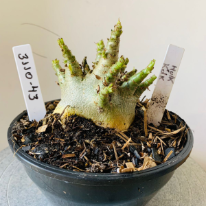 3110 43 Arabicum Hulk x kdk