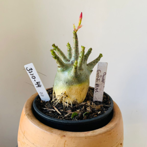 3110 44 Arabicum Dwaf x Godji plac