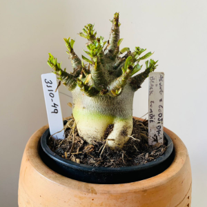 3110 49 Arabicum Aeung x Godji dk x black zombie