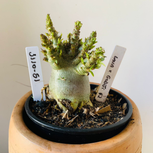 3110 51 Arabicum Lana x Godji f2