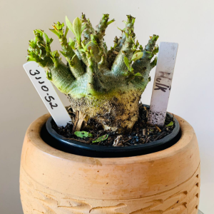 3110 52 Arabicum Hulk