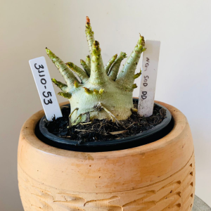 3110 53 Arabicum Now sod dd