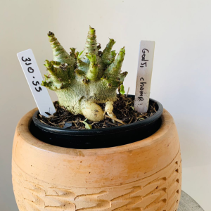 3110 55 Arabicum Godji champ