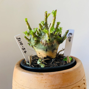 3110 57 Arabicum RDF