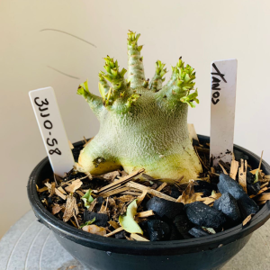 3110 58 Arabicum Tanos