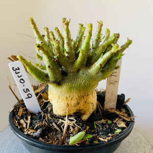 3110 59 Arabicum Hulk