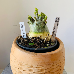 3110 62 Arabicum Torpedo x Hulk x King Kong