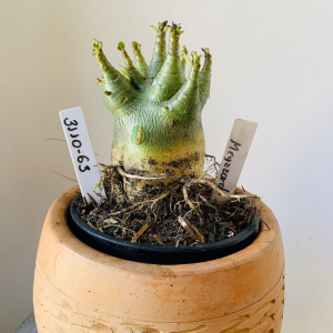 3110 63 Arabicum Megazorde