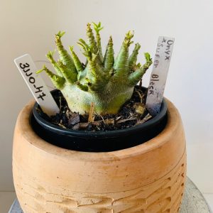 3110 47 Arabicum Onyx x super black