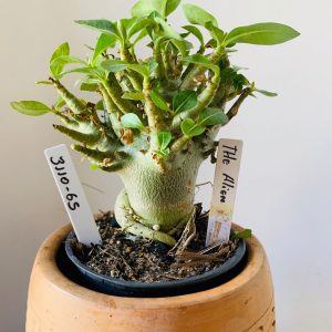 3110 65 Arabicum The alien