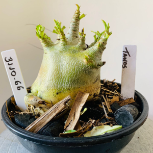 3110 66 Arabicum Tanos