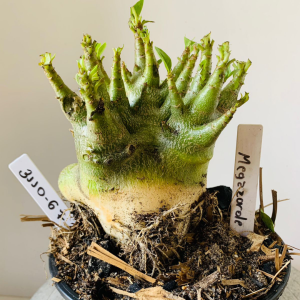 3110 67 Arabicum Megazorde