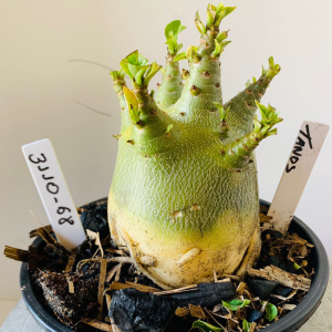 3110 68 Arabicum Tanos