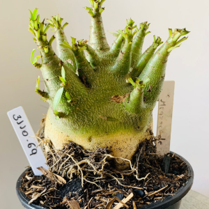 3110 69 Arabicum Megazorde