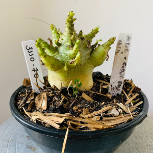 3110 70 Arabicum Aeung x Godji dk x Hulk