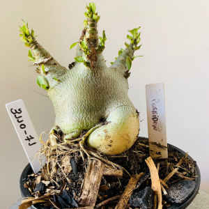 3110 71 Arabicum Posseidon