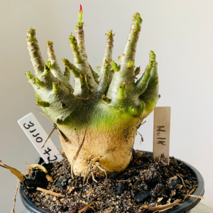 3110 72 Arabicum Hulk