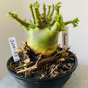 3110 73 Arabicum Dynamo