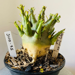 3110 75 Arabicum Nom sod dd x Big Foot