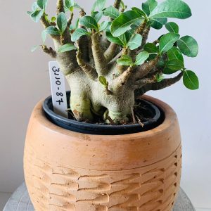 3110 87 Arabicum darcksaid