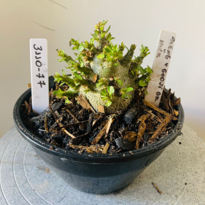 3110 77 Arabicum Aueng x Godji dk x Hulk