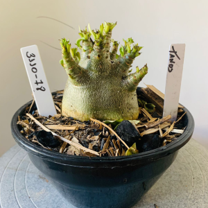 3110 78 Arabicum Tanos