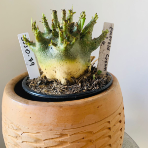 3110 79 Arabicum Emerald crown x Hulk