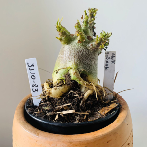 3110 83 Arabicum Hulk x Torpedo