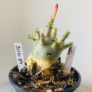 3110 84 Arabicum Tanos