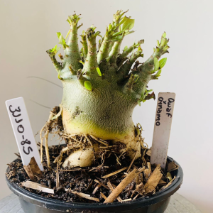 3110 85 Arabicum Dwaf x Dynamo