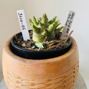 3110 86 Arabicum Now sod dd x Big Foot