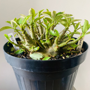 3110 5 Arabicum Hightower Adulta