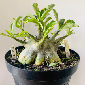 3110 6 Arabicum Tyson Adulta